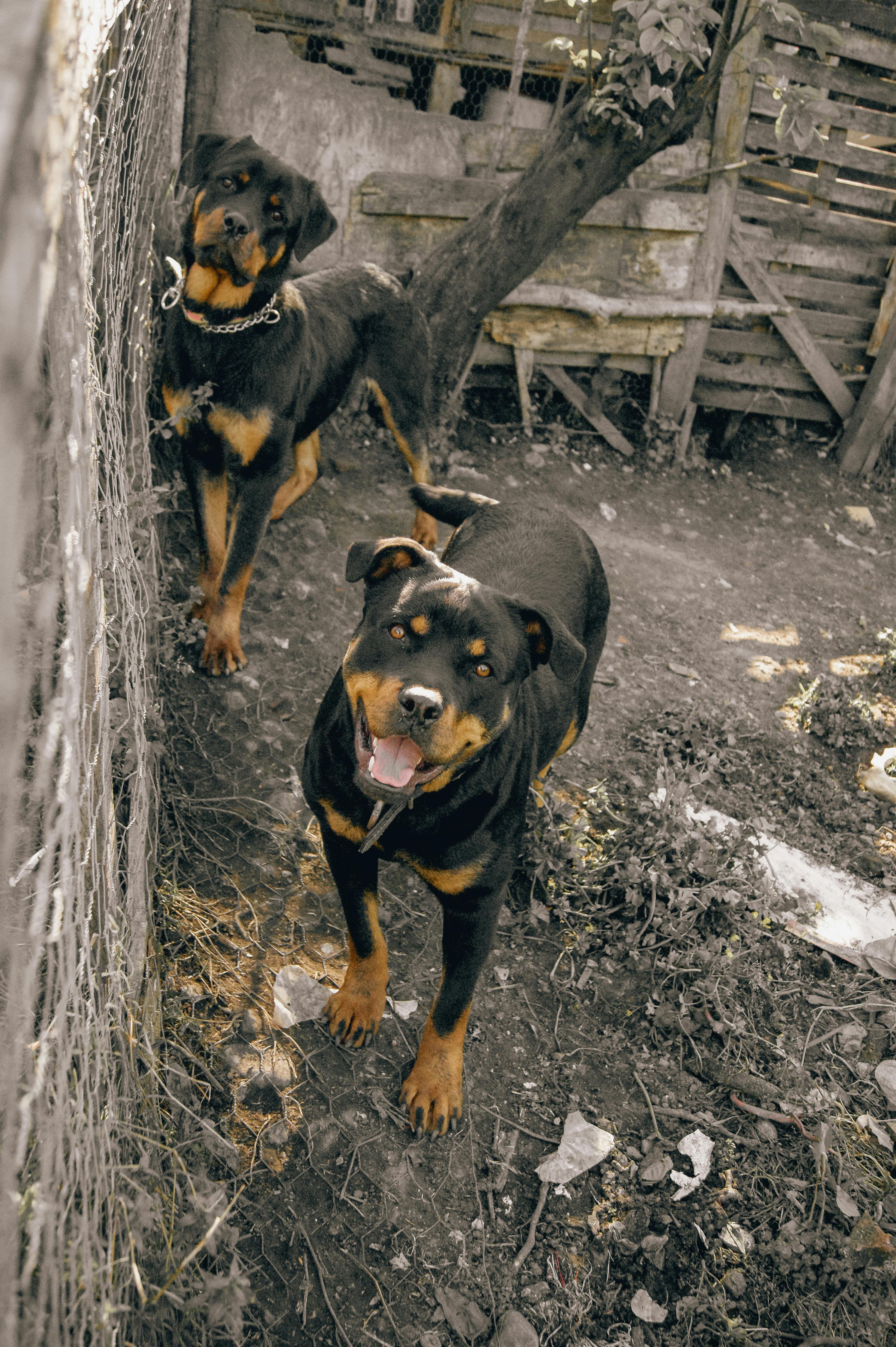 Yard Deodorizing